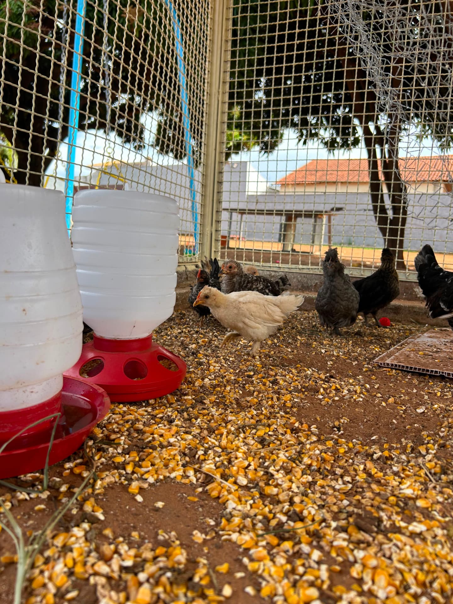 Galinhas no espaço de contato com animais da Talsce.