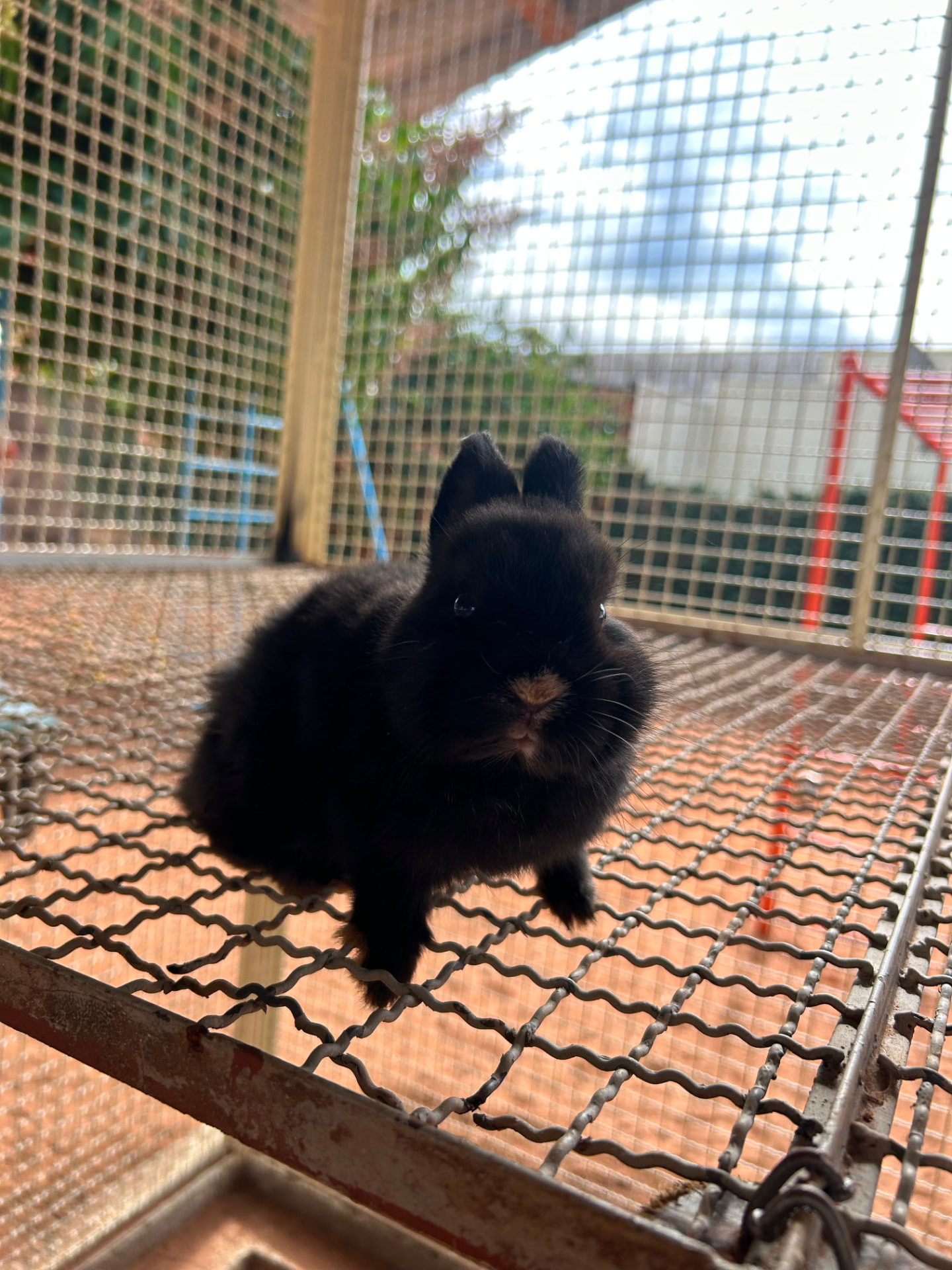 Coelho preto no recinto de animais da Talsce.